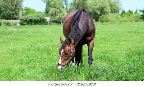Frontal closeup of a handsome bay horse in the sunshine leaning forward while eating fresh grass in a lush green meadow - Shutterstock ID 2162332019