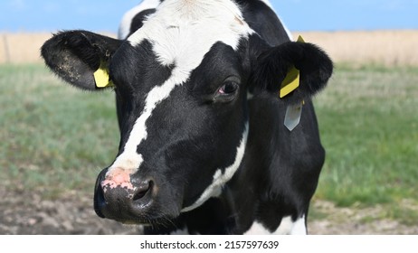 Frontal close-up of the head of a pretty black and white cow standing in a paddock and looking directly into the camera with its left eye, its head slightly tilted to the side