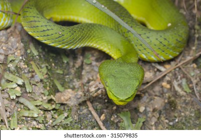 Frontal close-up image of a green pit viper in ambush position