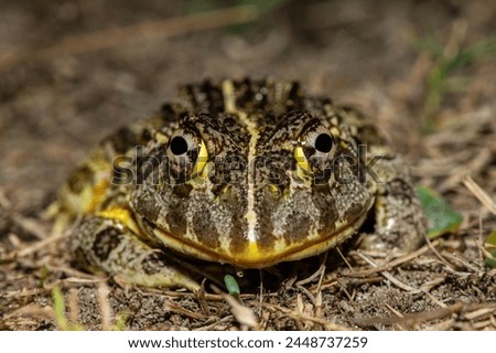 Frontal closeup of the newly discovered African bullfrog, Beytell's bullfrog (Pyxicephalus beytelli), found in Western Zambia