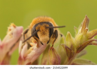 Frontal closeup on a male of the endangered Red Bartsia Blunt horn bee, Meliita tricincta, a specialist on it's host plant, Odontites vulgaris