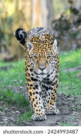 Frontal Close-up view of a walking Jaguar (Panthera onca)