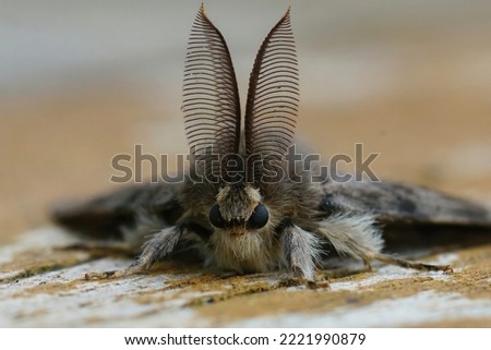 Frontal detailed vertical closeup on a European gypsy moth, Lymantria dispar with it's remarkable antenna