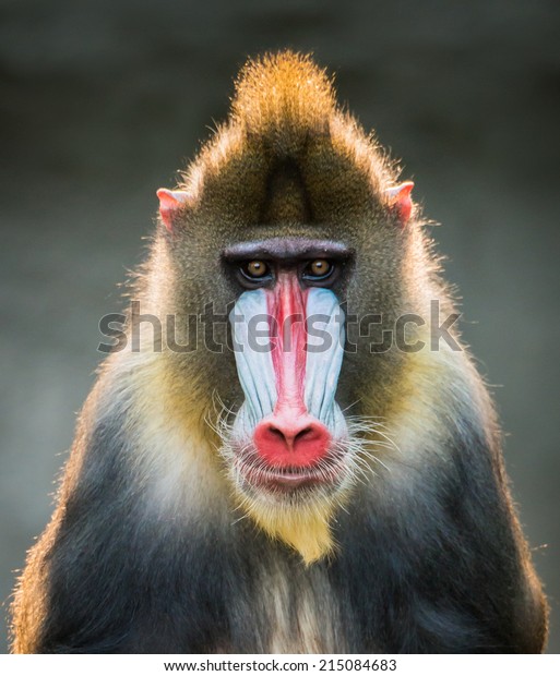 Frontal Portrait of a\
Backlit Male Mandrill
