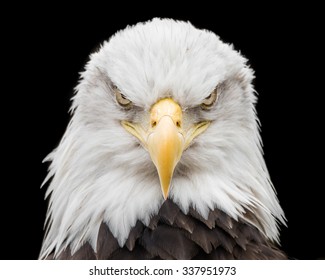 Frontal portrait of Bald Eagle