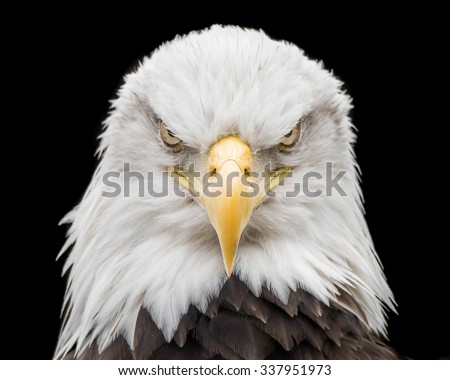 Frontal portrait of Bald Eagle