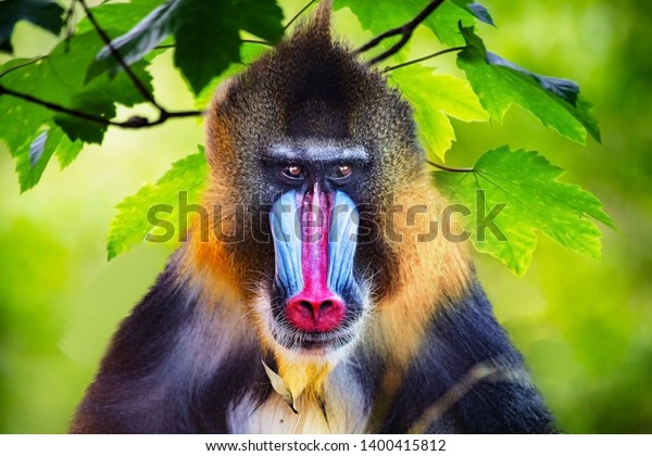 \
frontal portrait of a male\
mandrill