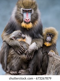 マンドリル の画像 写真素材 ベクター画像 Shutterstock