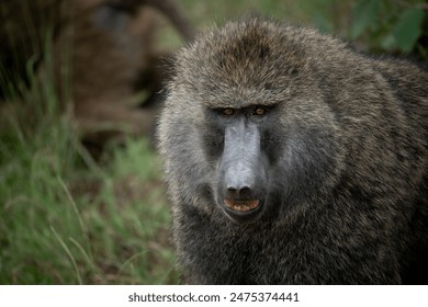 Frontal portrait of an olive baboon (papio anubis), Kenya - Powered by Shutterstock