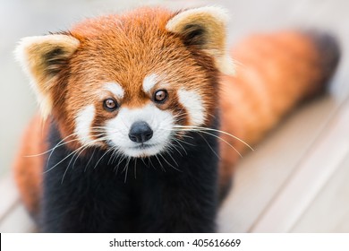 A frontal portrait of a Red Panda - Shutterstock ID 405616669