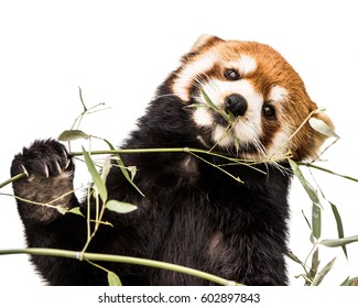 Frontal Portrait of a Red Panda Eating Bamboo