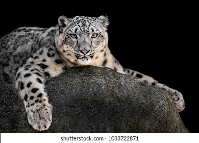 Frontal Portrait of a Snow Leopard Against a Black Background