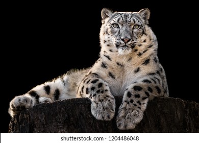Frontal Portrait of Snow Leopard Against Black Background