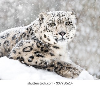 雪豹图片 库存照片和矢量图 Shutterstock