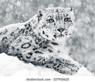 Frontal Portrait of Snow Leopard in Snow Storm