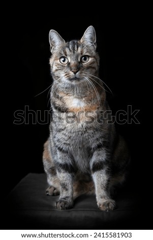 Frontal portrait of a tabby sitting cat with beautiful catchlights in the eyes.