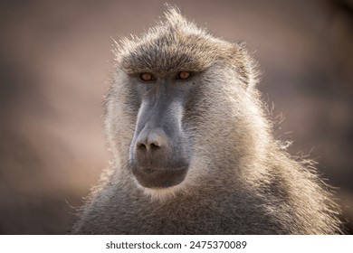 Frontal portrait of a yellow baboon (papio cynocephalus), Kenya - Powered by Shutterstock