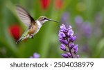 Frontal shot of a Fire throated Hummingbird feeding on a foxglove flower in a cloud forest garden in Costa Rica