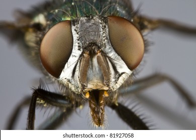 frontal shot of house fly in grey background with open mouth