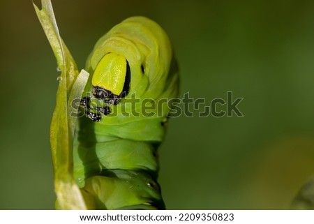 frontal view of an adult acherontia atropos caterpillar on a branch of a potato plant with green background. macro nature photograph in greenish tones. Horizontal. Copyspace