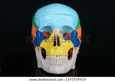 Frontal view of coloured plastic educational model of a human skull on black background.