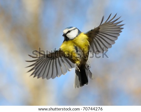 Frontal view of flying Blue Tit/Nice flight of nice bird