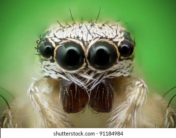 Frontal View Of A Jumping Spider And Its Eyes