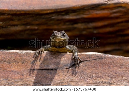 Frontal view of a lizard appearing out of a rift in a crafted trunk bench casting a shadow and looking relaxed directly at the camera