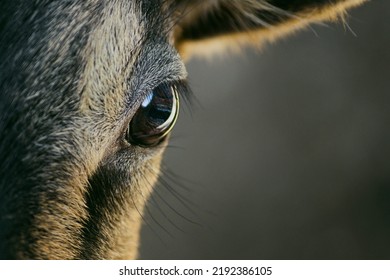 Frontal view of a young goat looking directly at the viewer with a dark background - Shutterstock ID 2192386105