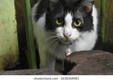 Front-angle close-up of a black and white cat with golden eyes and a pink collar stares intently, peeking from behind some rocks and green stalks. . Ideal for pet lovers or adoption listings. - Powered by Shutterstock - Get 15% off with code: PIKWIZARD15