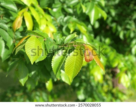 Frontier Elm tree leaves in spring, Colorado