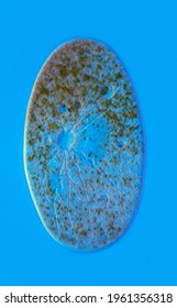 Frontonia, Portrait Of Single Living Ciliate Cell, Showing Macronucleus, Green Algal Symbionts And Contractile Vacuole