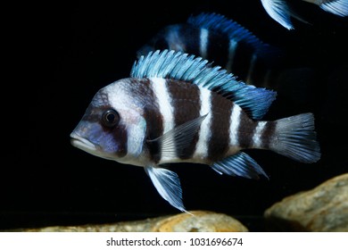 384 Frontosa cichlid Stock Photos, Images & Photography | Shutterstock