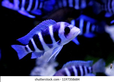 384 Frontosa cichlid Stock Photos, Images & Photography | Shutterstock