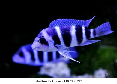 Frontosa Cichlid Humphead Cichlid Cyphotilapia Frontosa Stock Photo 