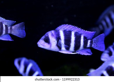 Frontosa Cichlid Humphead Cichlid Cyphotilapia Frontosa Stock Photo ...