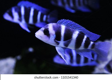 384 Frontosa cichlid Stock Photos, Images & Photography | Shutterstock