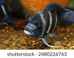 Frontosa cichlid with popeye fish disease or eye infection