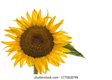 Sunflower Hand Drawn Collection Vector Illustration Stock Vector ...