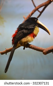 Froot Loops Bird On The Tree Branch