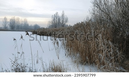 Frosen lake with grass covered in frost. Poland