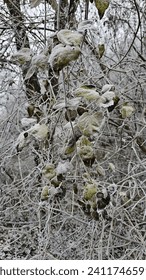 Frosen leaves and branches covered by snow