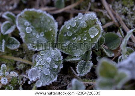 A frosen water drops on a clover