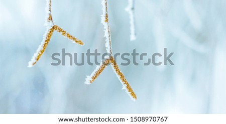 Similar – Image, Stock Photo Frozen Moss Winter