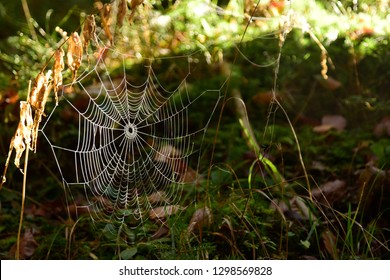Beautiful Spider Web Dotted with Morning Dew on a Foggy Morning (Nature Photo Book Book 1)