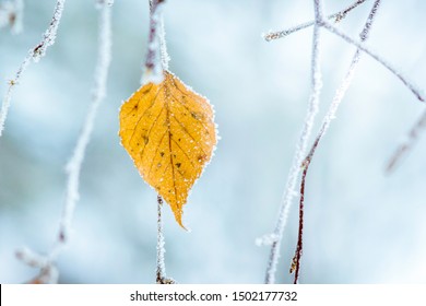 Frost covered birch dry leaf on tree branch - Powered by Shutterstock