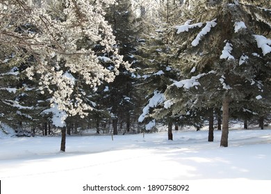 Frost Covered Branches Of A Jack Pine Tree