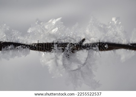 Similar – Snowy Bunting Twig Snowcap