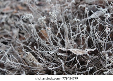 Frost Covered Foilage