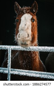 Frost covered horse peers over icy fence.